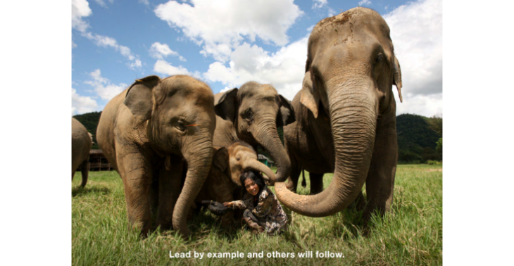 Save elephants