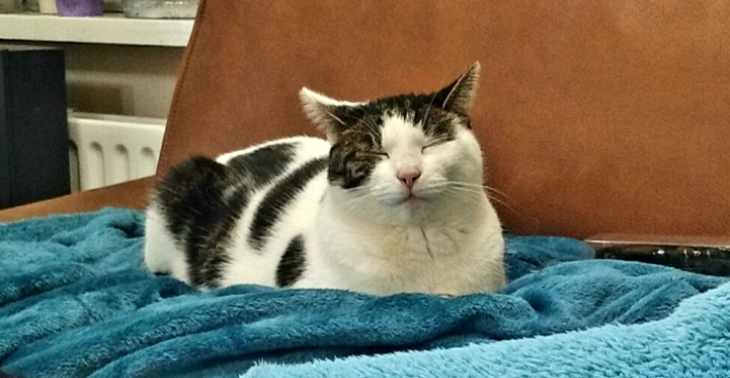 Help mijn liefste kat Dottie van pas 5 jaar met operatie weer gezond zijn