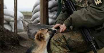 Steun voor de huisdieren van Oekraïne 