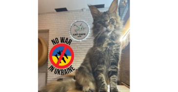 Help dieren in Oekraïne