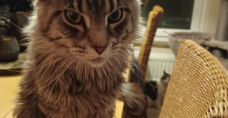 Onze kater heeft uw hulp nodig