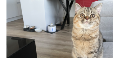 Kitten Sky Sterilisatie