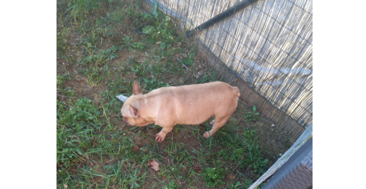 Red mijn 3 jarige franse bulldog aub