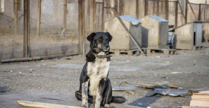 Help de dieren uit Oekraïne 