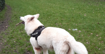 Operatie hond van Ruud(dringend)