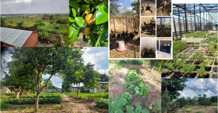 Kamutamba Farm Socio-Economic, Climate Smart Farm project