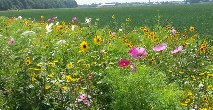 Bloemrijke akkerrand samen met jou?!