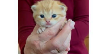 Help Naomi aan een nieuwe poes!
