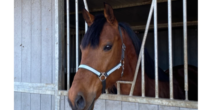 Droompaard