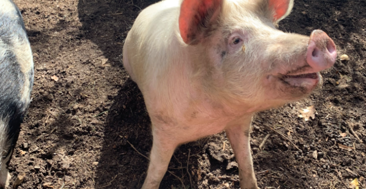 Vzw Ludwig & co verwaarloosde dieren