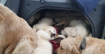 Wij redden honden uit oorlogsgebieden.