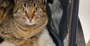 Please help save Elin the cat!
