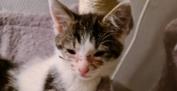 Wie helpt de kittens