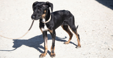 Stichting Zalikas opvanghonden zit in crisis! Help ons de wereld van één hond te redden en doneer!