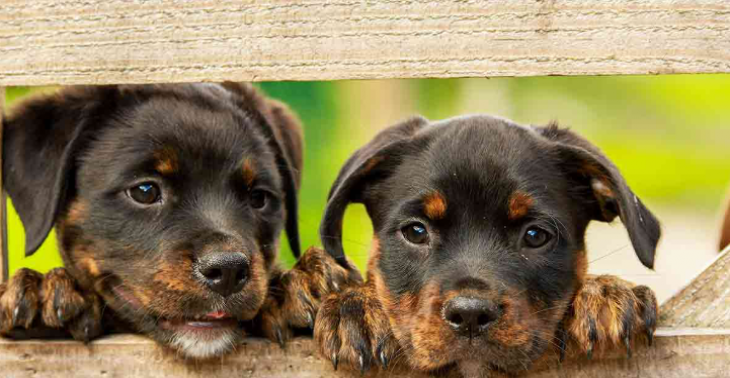 Samen voor de dieren daar doen wij het voor