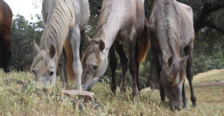 Help Paard in nood Spanje