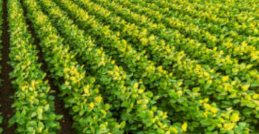 Food Security