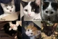cats