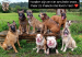 The Pack Of Respect