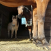 Ponydroom vzw
