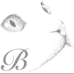 Stichting Blitz Kattenopvng