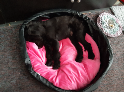 Argos Assistance Dogs vzw