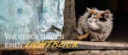 Pfötchenhilfe Thörl / CATHOUSE