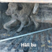 Ebru Serin