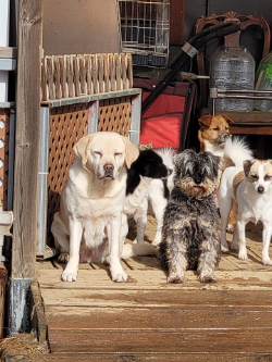 Jenny House Rescue