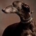 Galgo Project