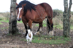 Association Paradis d'Animaux
