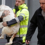 Dieren In Nood
