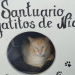 LOS GATITOS DE NÍA