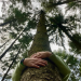Izabela DreamingTrees