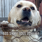 SOS Stray Dogs Romania  vzw