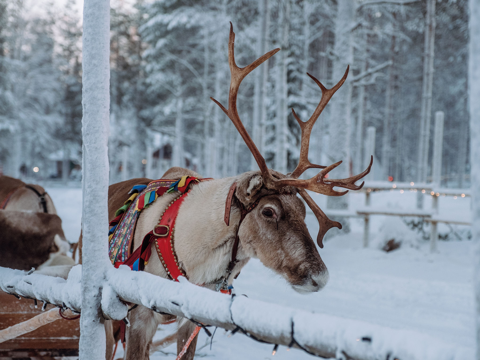 Finnland im Winterzauber-4