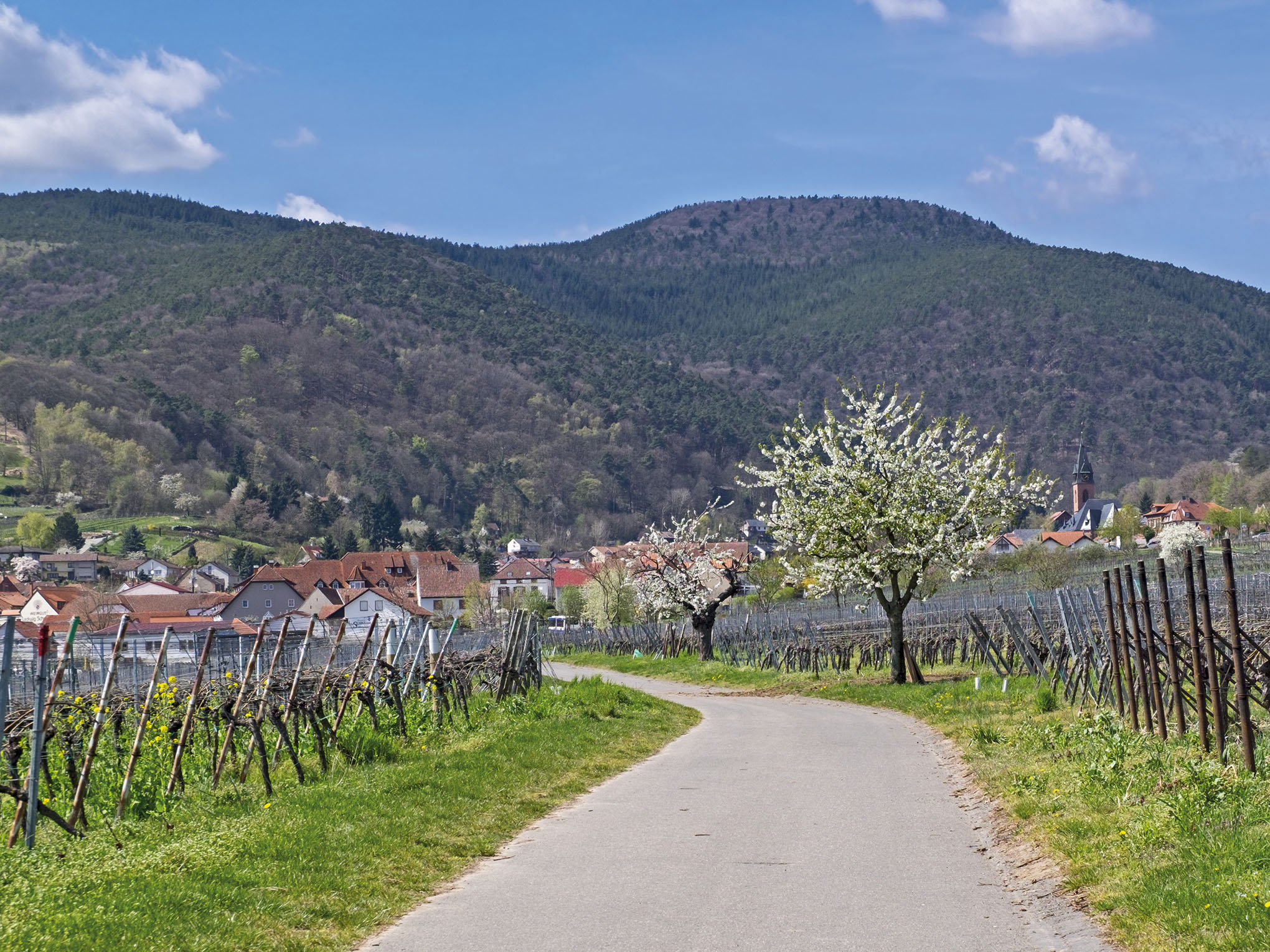 Mandelblüte in der Pfalz-2