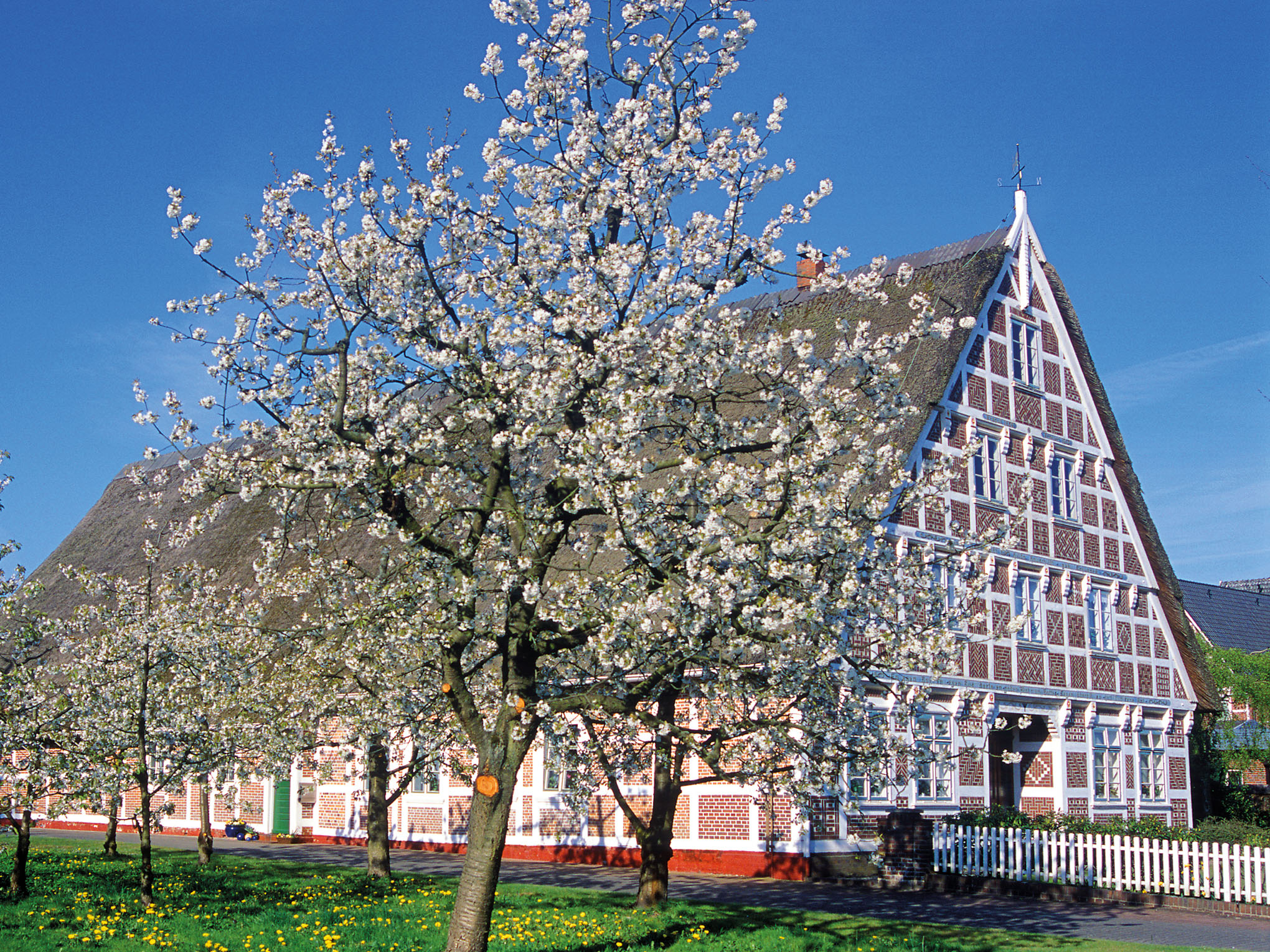 Obstbaumblüte im Alten Land-2