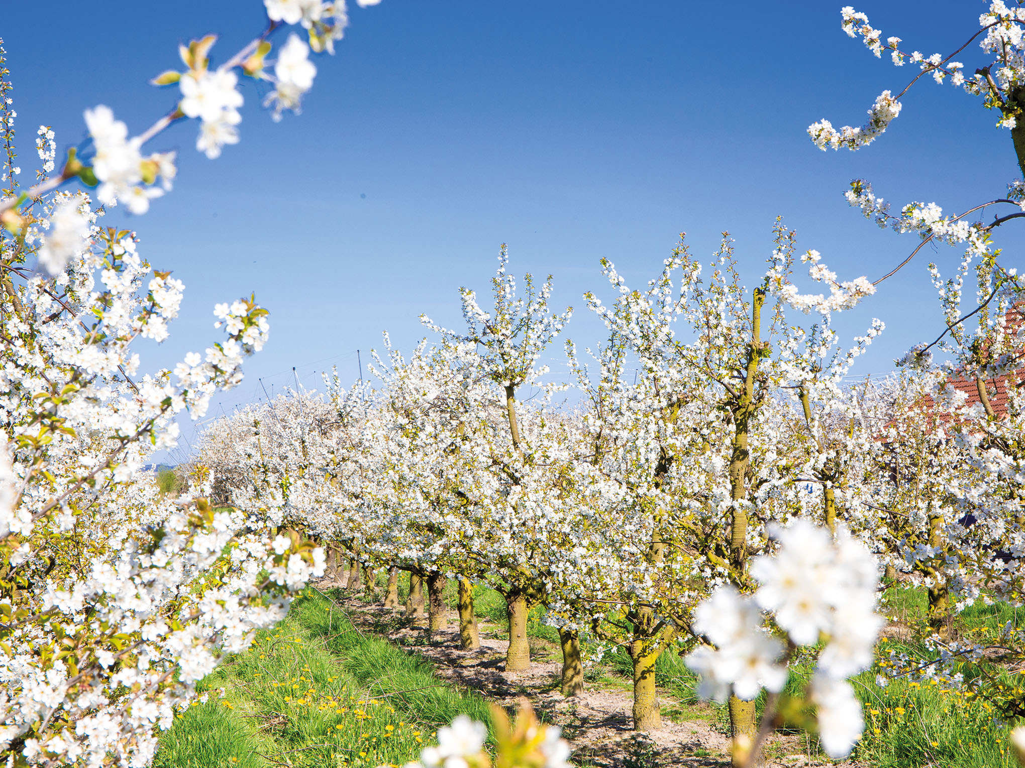 Obstbaumblüte im Alten Land-4