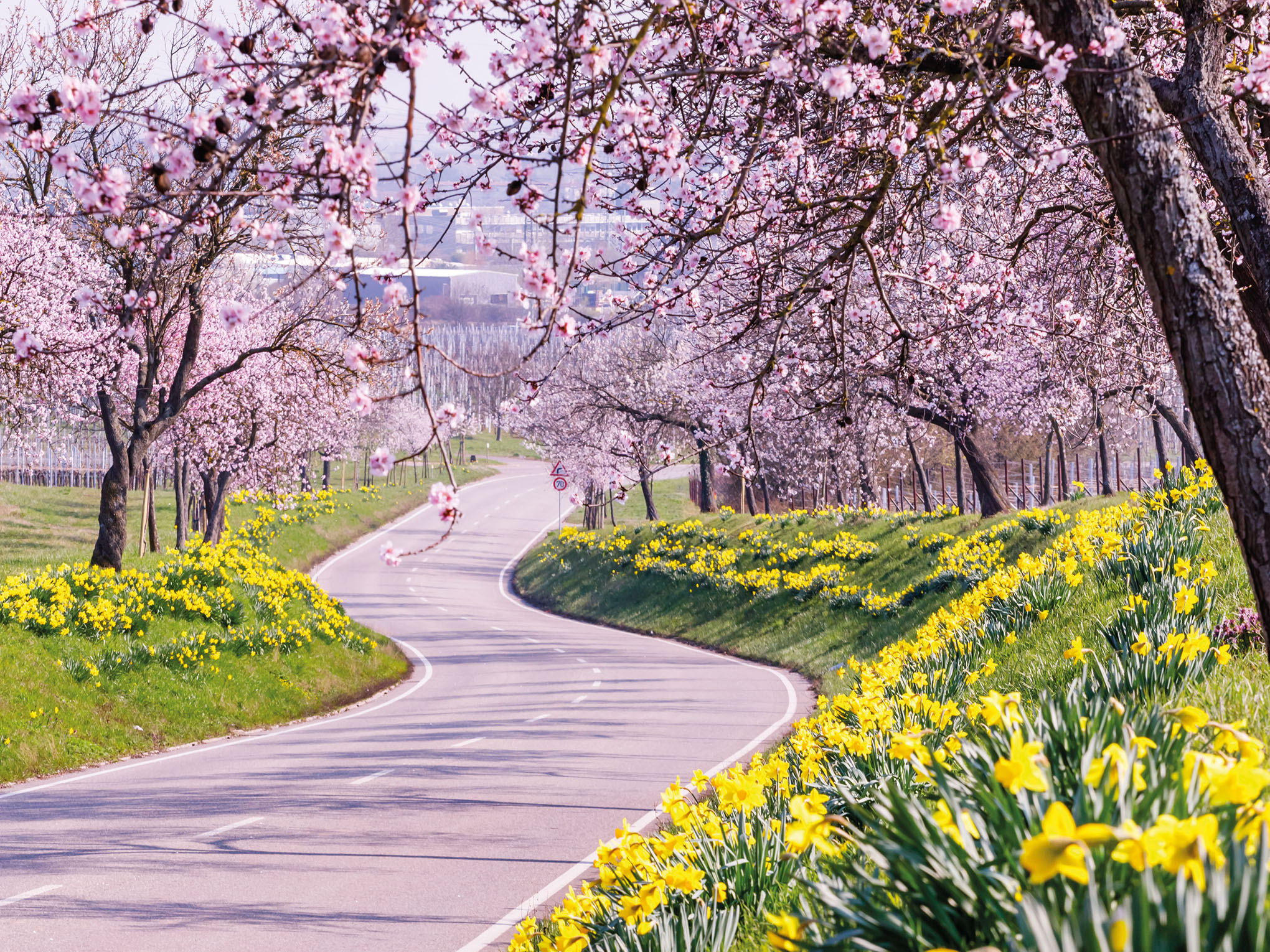 Mandelblüte in der Pfalz-3