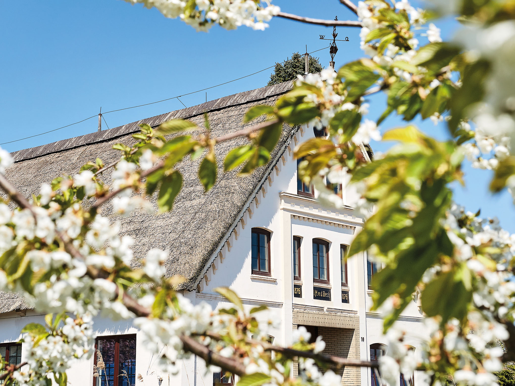 Obstbaumblüte im Alten Land-3