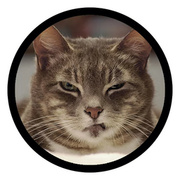 Cat memes - Download Stickers from Sigstick