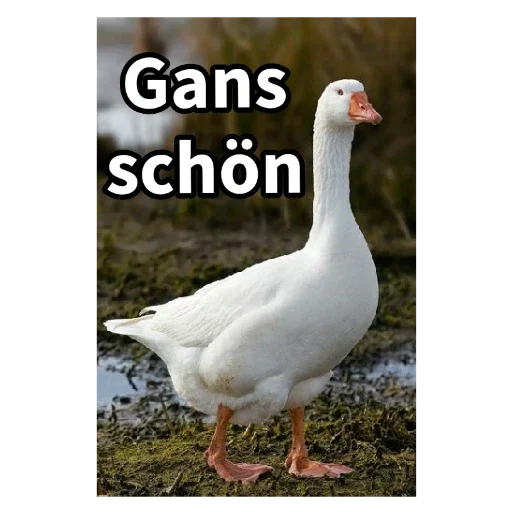 Ich bin kein Mönch ich hupe lustige Gans mit honk' Sticker