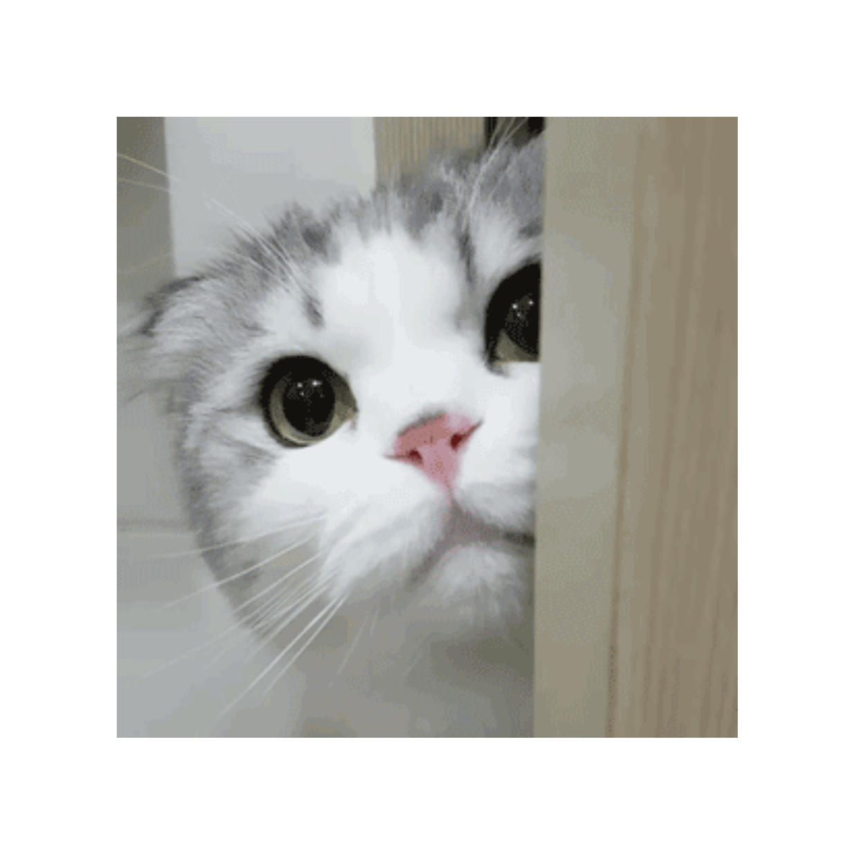 Cat memes - Download Stickers from Sigstick