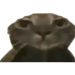 Swag Cat - Discord Pfp