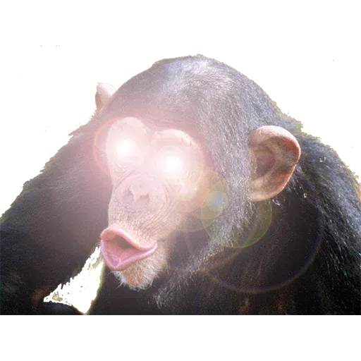 Meme Monkey Sticker