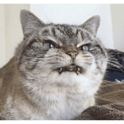 Famous Internet Cats: Ranking Best Funny Cat Videos, Memes