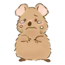 quokka crying