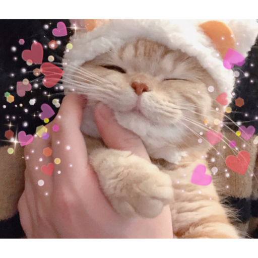 packs  Cat icon, Cat aesthetic, Cute cats