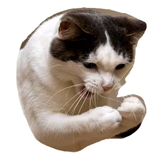 Cat Memes Stickers WASticker - Apps on Google Play